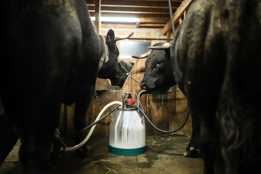 Le lait de la race Hérens possède de bonnes aptitudes fromagères