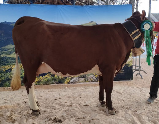 SKYROCK (Fille d'Oblak et mère de Volcan) - Gaec la Ferme du Jarry à Paulhac (15)