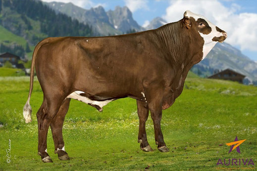 Léoparo (Tango x Oclin) est le taureau qui compte le plus de filles vivantes (748) au 1er mai 2026