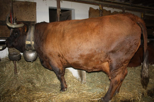 Pastille (Ardof x Malik x Chirac), née en Suisse, élevée chez OGIER-DENIS Frédéric à Miribel-les-Echelles (38) a produit en 8ème lactation – 299 jours – 5 746 kg de lait à 36,1 TB et 31,6 TP