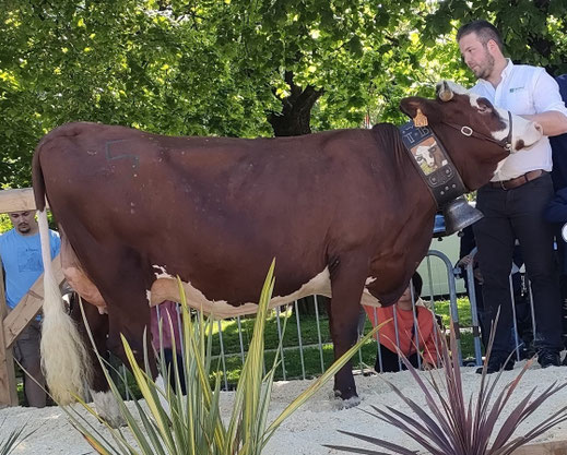 TCHIKITA, 1ère Lactation, meilleure mamelle espoir au départemental 73