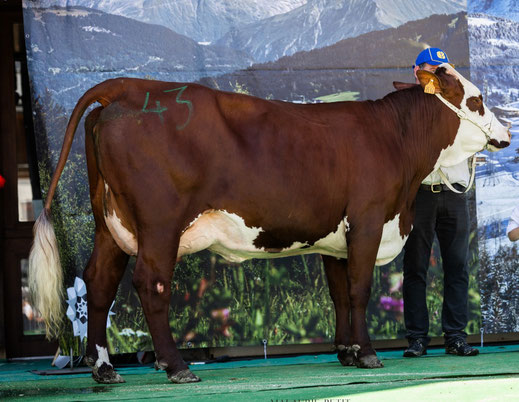 Sénégal, fille d'Oréo - Gaec Ferme Challamel-Fillion à Domancy (74)