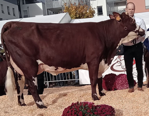 ROUSTISSE (Megastar x Jager) Gaec les Abondances (Cruseilles)