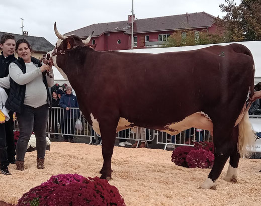 POUPEE (Nesco x Denverse) Gaec Ferme Challamel Fillion (Domancy)