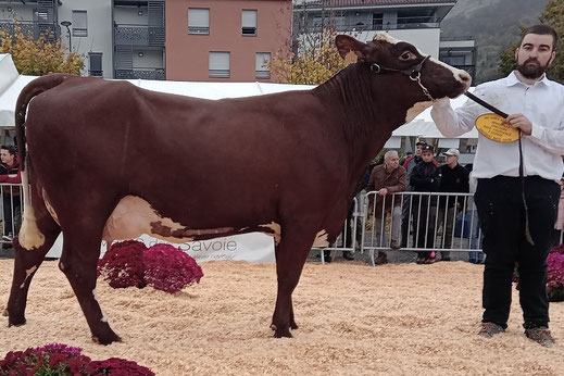 ROUSSETTE (Hochet x Jetset) Gaec Magnin (Sales)