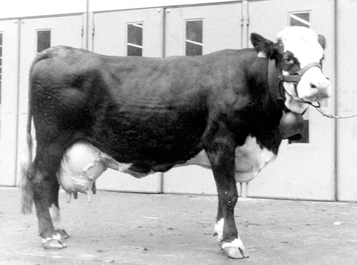  FLORIDE, née en 1977, fille de Quinquet, est la première Abondance à avoir atteint 90 000 kg de lait 