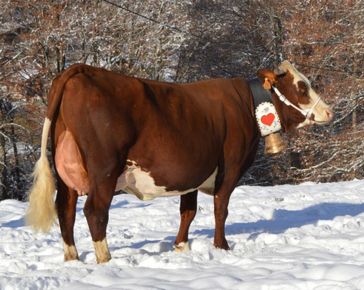 TCHIKITA (Planbois), 2ème Lactation, meilleure mamelle jeune concours vidéo