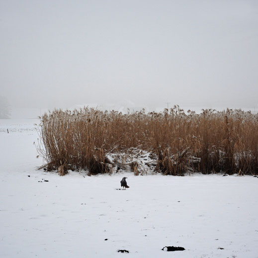 "Nature Lines" © Lena Weisbek