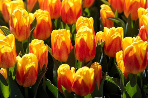 tulpen rot gelb orange keukenhof virginie varon