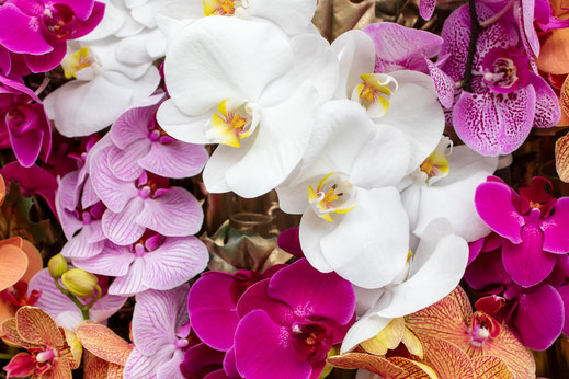 Orchideen Keukenhof Virginie Varon
