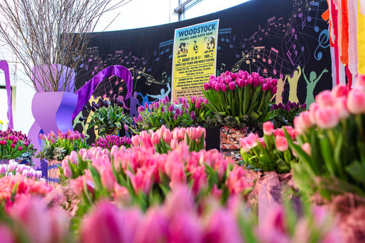 Tulpen Woodstock Keukenhof Holland Virginie Varon