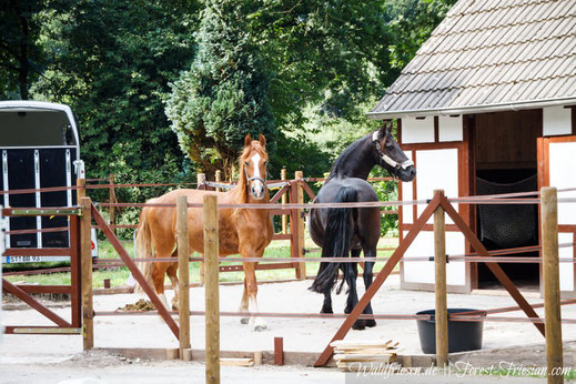 Valina und Nienke www.forest-friesian.com fuchsfriesen chestnut friesians