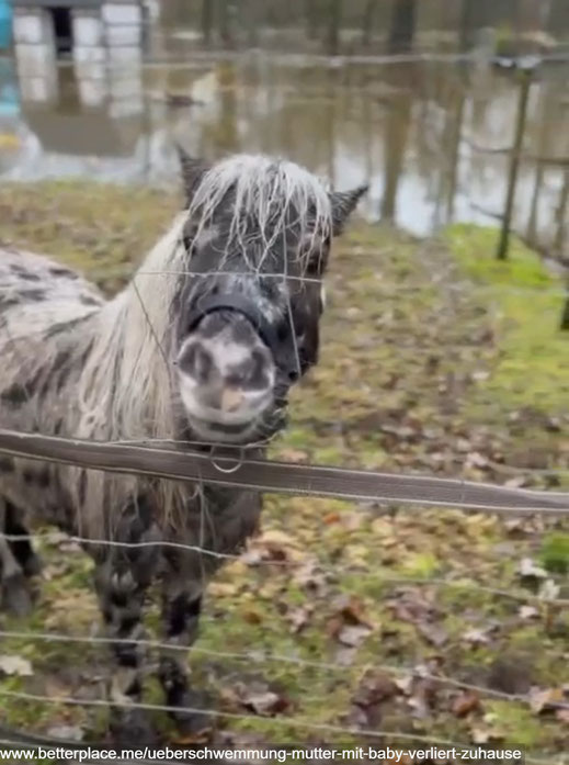 Minipony, im Hintergrund das steigende Wasser