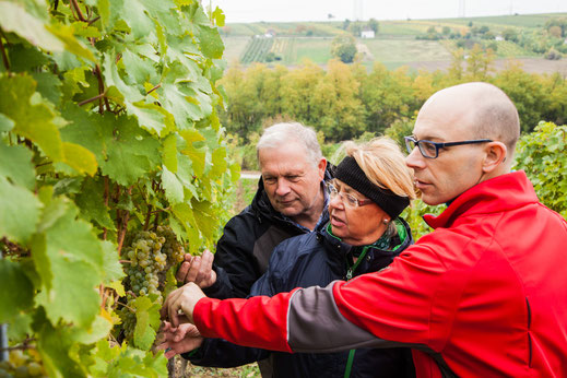 Weingut E & C Hirsch Watzelsdorf Qualität der Trauben im Weingarten