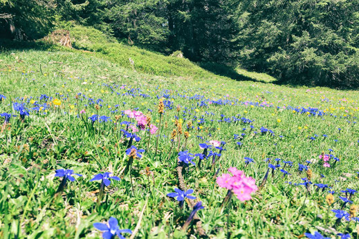 Spring meadow on the Furnerberg 