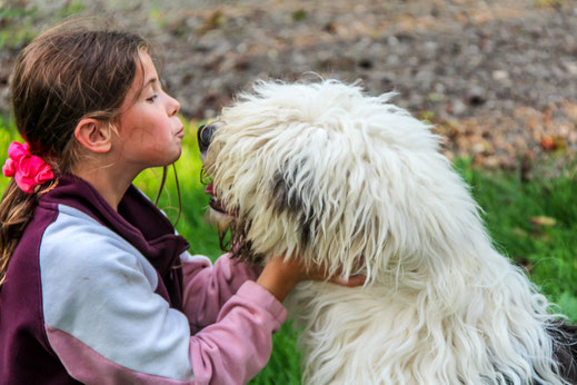 cucciolo-bobtail-old-english-sheepdog-cosa-fare-con-i-bambini-e-altri-animali-presenti-in-casa
