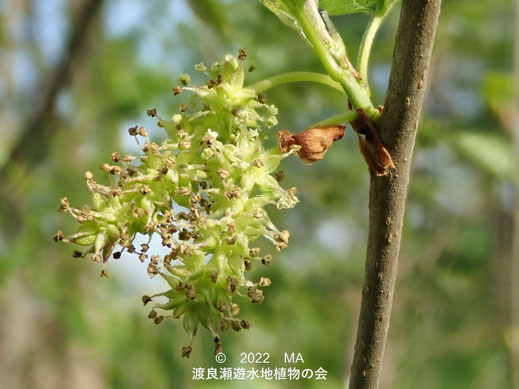 渡良瀬遊水地内のヤマグワ雄花序