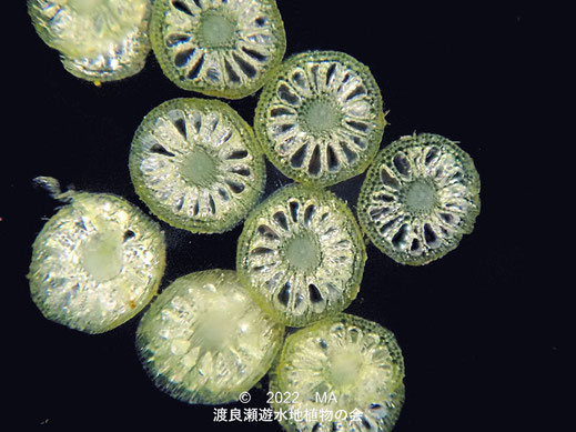 渡良瀬遊水地内のタヌキモ茎断面