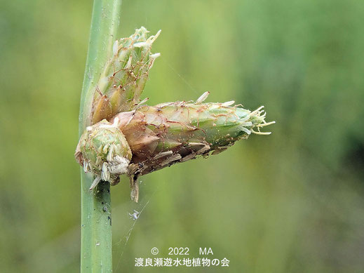 渡良瀬遊水地内のコブシの花イヌホタルイ花序