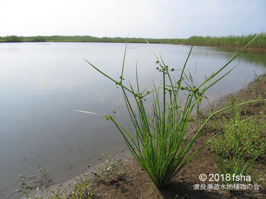 画像：2018/07/24第二調節池のほとりのタマガヤツリ