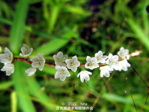 渡良瀬遊水地内のシロバナサクラタデ花