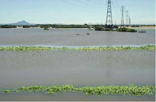 台風後の越流で湖のようになった渡良瀬遊水地の画像