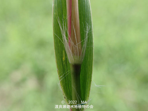 渡良瀬遊水地内のチガヤ節有毛タイプ