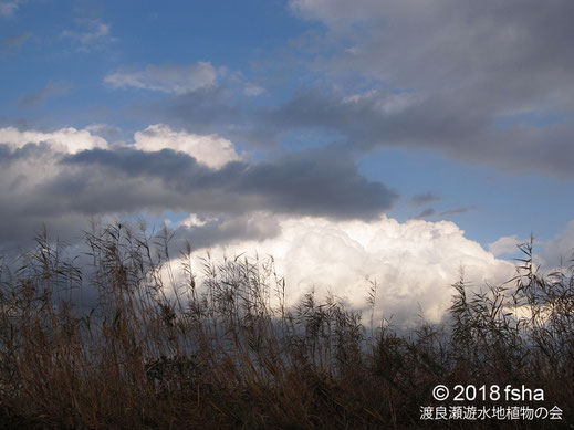 画像：2018/11/10 ヨシと入道雲