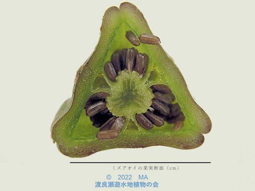 渡良瀬遊水地内のミズアオイ果実断面