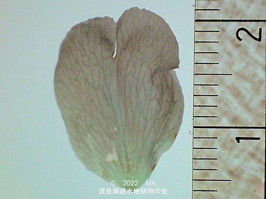 渡良瀬遊水地内のエドヒガン花弁