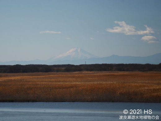 画像：2021/01/01 桜堤から白富士