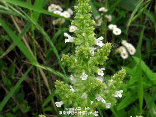 渡良瀬遊水地内のシロバナミゾコウジュの花
