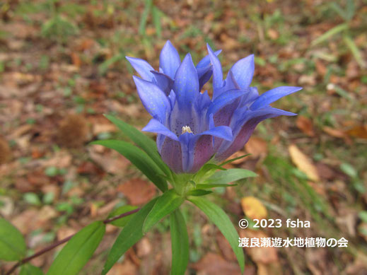 2023/11/04　リンドウの花アップ