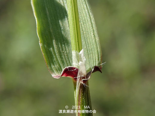 渡良瀬遊水地内のケナシハルガヤ葉耳付近