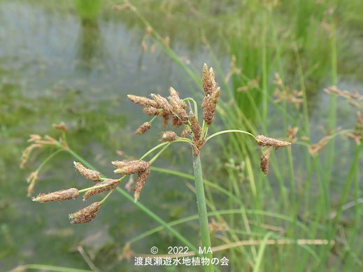 渡良瀬遊水地内のふとい花序