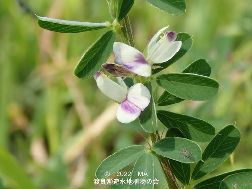 渡良瀬遊水地内のハイメトハギ花１