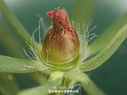 渡良瀬遊水地のヒメマツバボタン花後