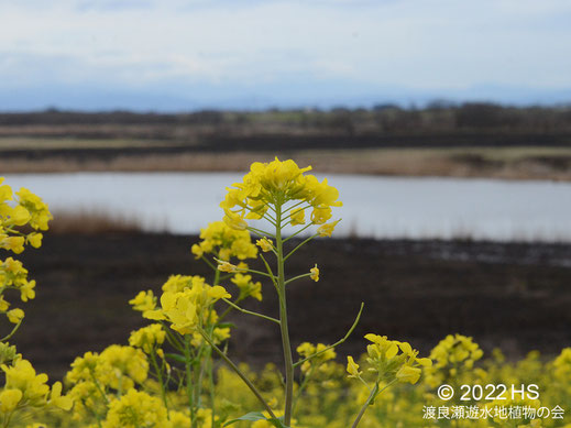 画像：2022/03/18 素黒野の前の菜の花