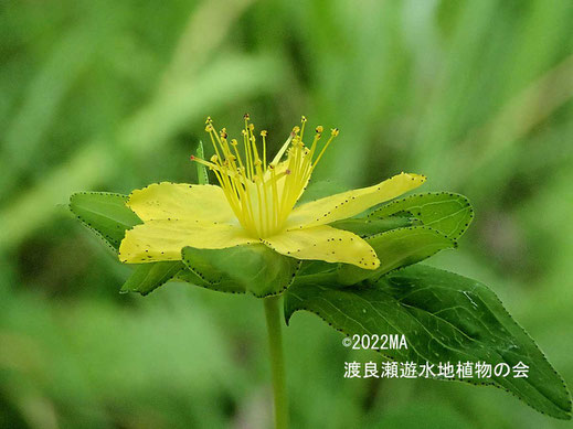 アゼオトギリの花の画像