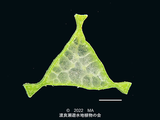 渡良瀬遊水地内のタタラカンガレイ茎断面