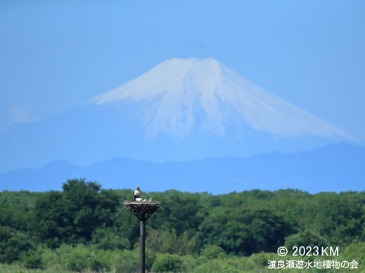 画像：2023/05/24 富士山を前にコウノトリの家族