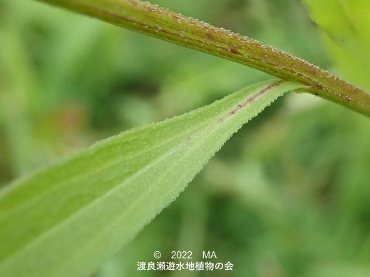 渡良瀬遊水地内のヘラバヒメジョオン葉の付け根