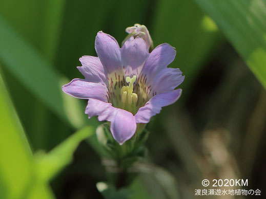 画像：2020/04/23 トキイロフデリンドウ