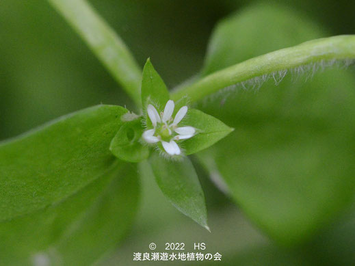 渡良瀬遊水地内のミドリハコベの花２