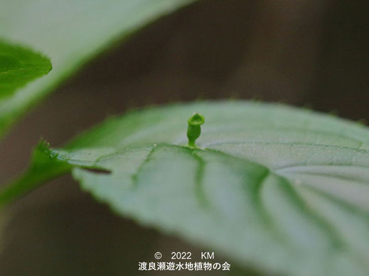 渡良瀬遊水地内のハナイカダ雌花ツボミ