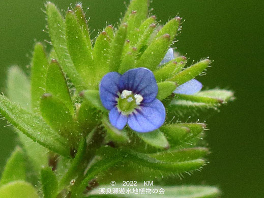 渡良瀬遊水地内のタチイヌノフグリの花