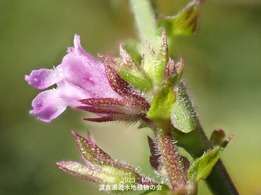 渡良瀬遊水地内のイヌコウジュ花３