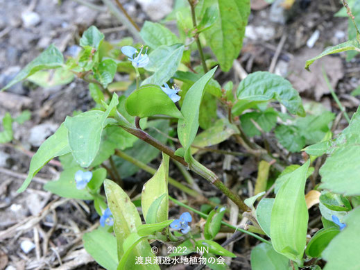 渡良瀬遊水地内のシマツユクサ苞と花