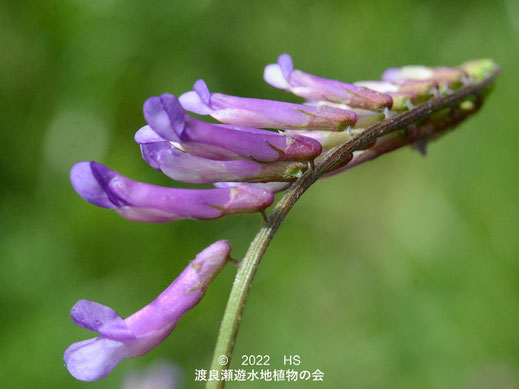 渡良瀬遊水地内のナヨクサフジの花１