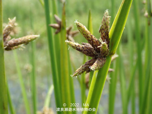 渡良瀬遊水地内のカンガレイ花序２